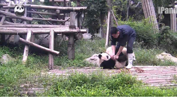 Mira la ‘pataleta’ que hizo un pequeño oso panda para que su cuidador no lo abandone – VIDEO