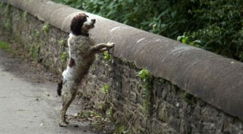 ¿Sabías que existe un puente de los perros suicidas?- VIDEO