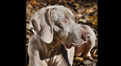 Conoce a Bruma la modelo canina más fotogénica de las redes- FOTOS