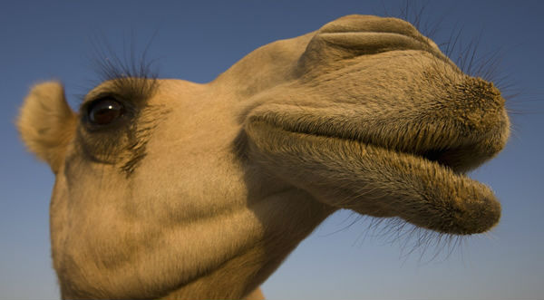 Un camello de Arabia Saudí juega fútbol y es la sensación en las redes sociales – VIDEO