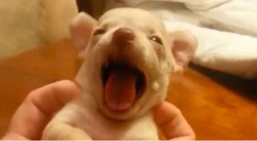 Checa al cachorro que se ríe cuando su dueña le hace cosquillas – VIDEO