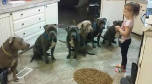 ¡Impresionante! Este es el video de una pequeña niña alimentando 6 pitbulls – VIDEO