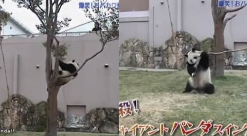 VIRAL: Un panda cae de un árbol y se enoja – VIDEO