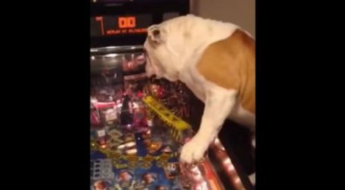 Checa a este perro que adora jugar al ‘pinball’  – VIDEO