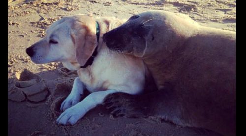 La amistad entre un lobo marino y un perro es la sensación en las redes sociales – VIDEO