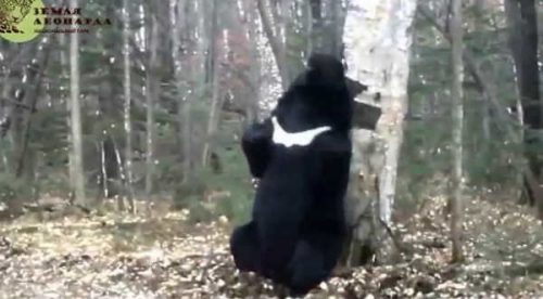 Un oso baila al ritmo de la canción Wiggle y se vuelve viral – VIDEO