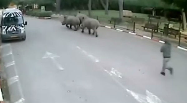 Tres rinocerontes protagonizaron la ‘fuga del siglo’ en un zoológico – VIDEO
