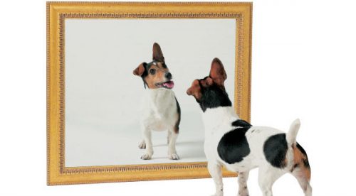 ¿Sabes por qué los perros y gatos no se pueden ver en el espejo? – VIDEO