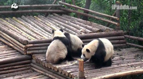 Gracioso: Pandas juegan ‘lucha libre’ dentro del zoológico – VIDEO