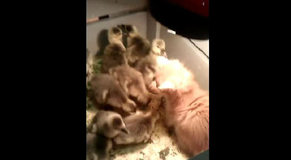 Mira el tierno video de un gato jugando con unos patitos bebés – VIDEO