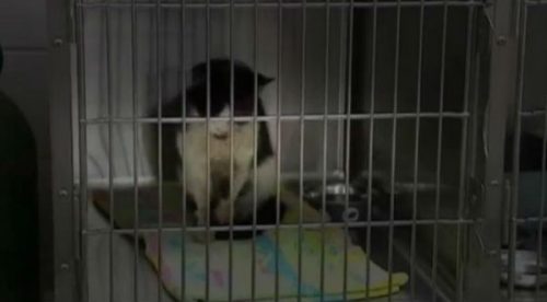 ¡Insólito! Gato sale de su tumba y sorprende a sus dueños que lo creían muerto – VIDEO