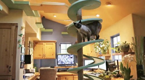 Un hombre construye una casa que es un paraíso para los gatos – VIDEO