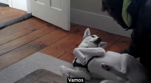 Un perro le explica a su dueño que no quiere salir de la casa con un rotundo ‘No’ – VIDEO