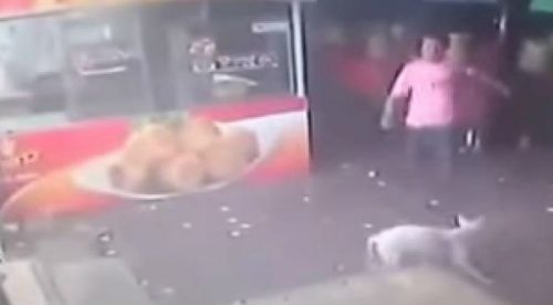 Hombre intentó patear a un perro y recibió su merecido