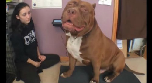 ¡Ver para creer! Conoce al pitbull más grande del mundo – VIDEO