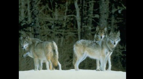 ¡No lo vas a creer! Conoce los 6 casos de niños criados por animales – FOTOS