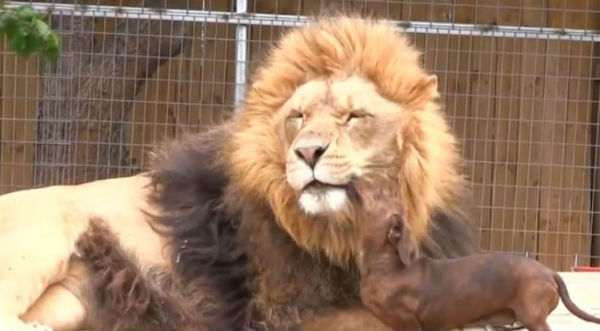 ¡Tiernos! Checa cómo este pequeño perro besa a un león – VIDEO