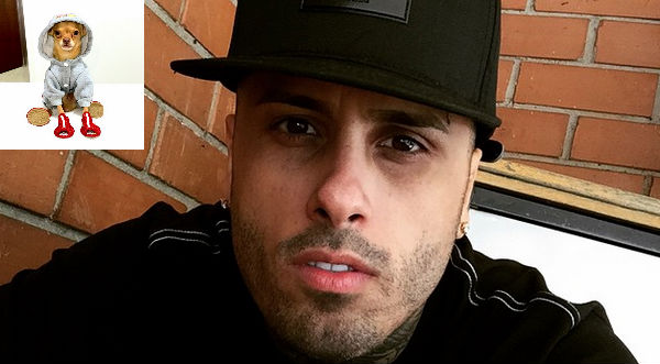 Conoce a Kody, la pequeña mascota de Nicky Jam- VIDEO