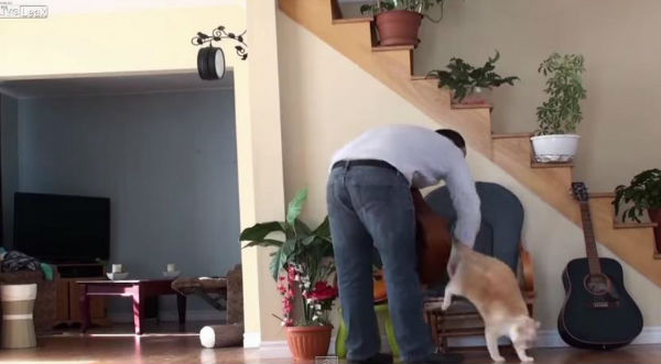 ¡Los gatos mandan! Gato se venga de su dueño por botarlo de una silla – VIDEO
