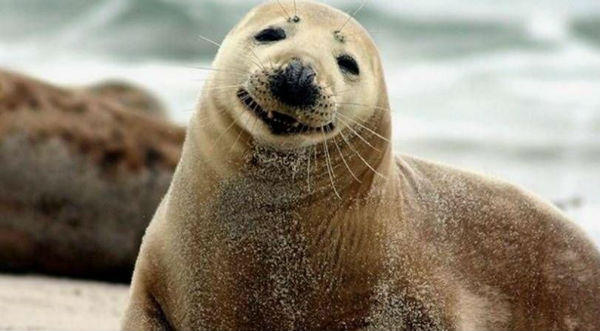 ¡Muy tierno! El beso de estas focas te derretirá – FOTO
