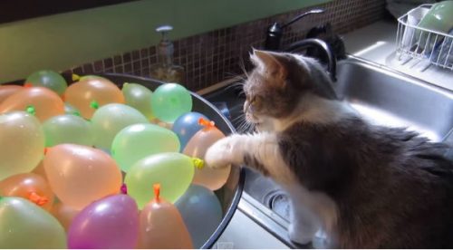 Tierno gato jugando con globos de agua es un viral en Internet – VIDEO