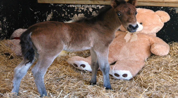 ¿Puede un peluche salvar la vida de un potrillo? – FOTOS