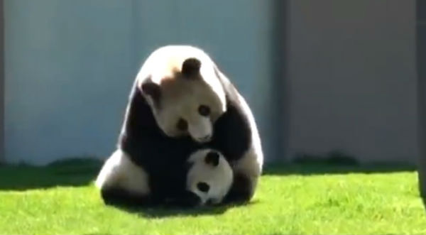 ¡Tanta ternura! Mamá panda juega a la ‘lucha libre’ con su hijo – VIDEO