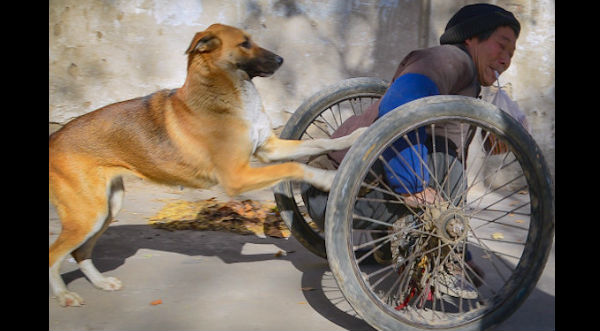 ¡Fiel amigo! Mira a este perro que empuja la silla de ruedas de su dueño – FOTOS