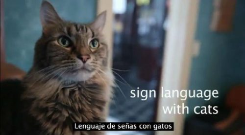 ¡Increíble! Gato sordo aprendió lenguaje de señas gracias a su dueña – VIDEO