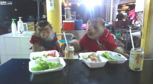 ¡Muy educados! Mira a estos monos comer mejor que muchas personas – VIDEO
