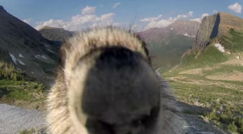 ¡Hora de marmotear! Adorable marmota lame cámara hasta tirarla al suelo – VIDEO