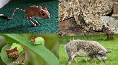 ¡Asombroso! Mira a estos extraños animales que parecen una combinación de otros – FOTOS