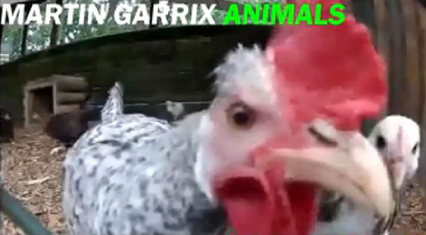 ¡Alucinante! Escucha a este gallo cantar ‘Animals’ de Martin Garrix – VIDEO
