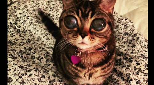 Conoce la historia de ‘Matilda’ la gata ‘alien’- FOTOS