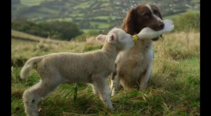 Este perrito dándole el biberón a un corderito es lo más bonito que verás hoy – VIDEO