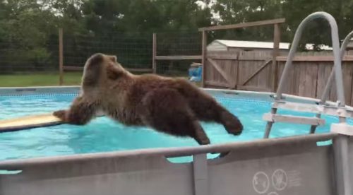 ¡Muy tierno! Mira cómo este oso se divierte nadando en una piscina – VIDEO