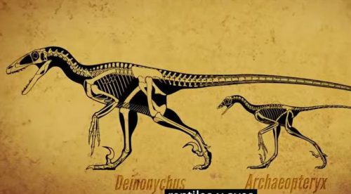 ¿Se extinguieron? Algunos dinosaurios viven más cerca de lo que crees… – VIDEO