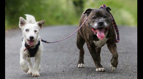 ¡Muy tiernos! Conoce la gran amistad de un perro ciego y su guía – FOTOS
