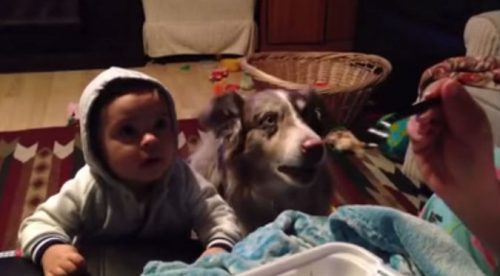 ¡Increíble! Mira cómo este perrito aprende a decir ‘mamá’ para que le den comida – VIDEO