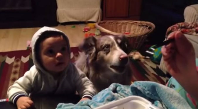 ¡Increíble! Mira cómo este perrito aprende a decir ‘mamá’ para que le den comida – VIDEO