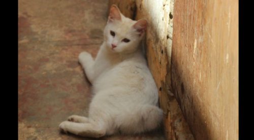 ¡Increíble! Nace la cría de un gato y un conejo – VIDEO