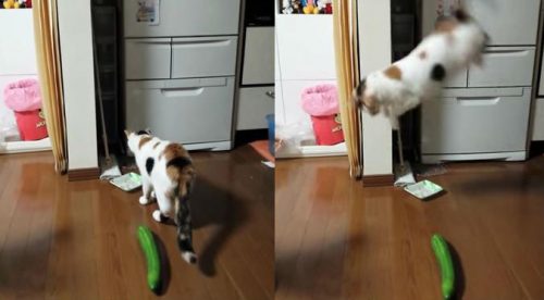 Gato comía tranquilo hasta que fue asustado ¡por un pepino! – VIDEO