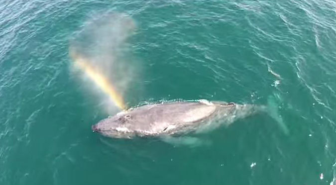 ¡Increíble! Mira el mágico momento en que una ballena hace su propio arcoíris – VIDEO