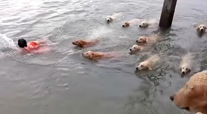 ¡Simplemente mágico! Este niño nada con sus 12 perros – VIDEO
