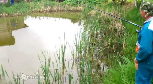 Él estaba pescando tranquilamente cuando apareció un gato y… – VIDEO