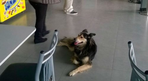 Este perro fue abandonado por su dueño en terminal terrestre, pero su final fue feliz