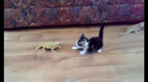 ¡Te vas a reír! Este gatito es ‘atacado’ por una iguana con rayos mortales – VIDEO