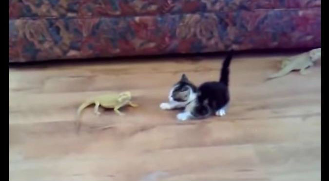 ¡Te vas a reír! Este gatito es ‘atacado’ por una iguana con rayos mortales – VIDEO