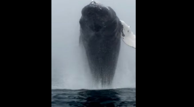 ¡Impresionante! Turista graba el increíble momento en que una enorme ballena sale del mar
