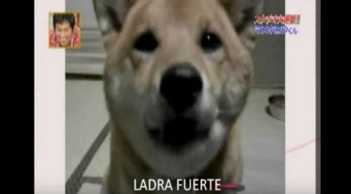 ¡WTF! A este perro le pidieron que ladre más despacio ¡Y LO HIZO! – VIDEO